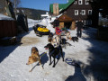 mushing 09dd50cd8a 3121 0e21c9 d646ae7332d8